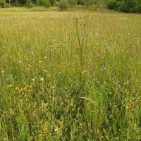 Bild von Wildbieneninsel