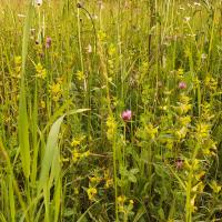 Bild von Wildbieneninsel