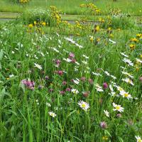 Bild von Wildbieneninsel