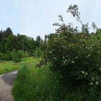 Bild von Wildbieneninsel