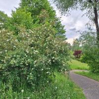 Bild von Wildbieneninsel