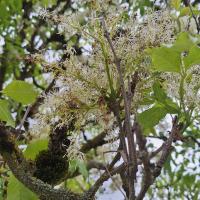 Bild von Wildbieneninsel