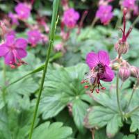 Bild von Wildbieneninsel