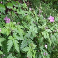 Bild von Wildbieneninsel