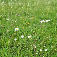 Bild von Wildbieneninsel