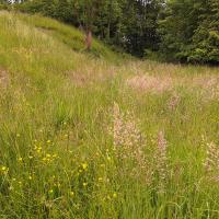 Bild von Wildbieneninsel