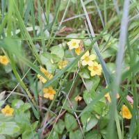 Bild von Wildbieneninsel