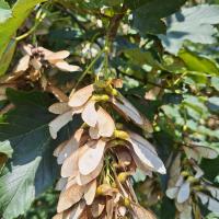 Beschreibung Wildbieneninsel