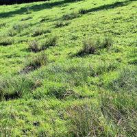 Beschreibung Wildbieneninsel