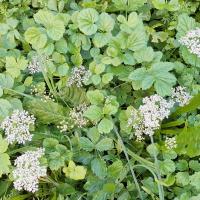 Beschreibung Wildbieneninsel