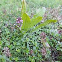 Beschreibung Wildbieneninsel