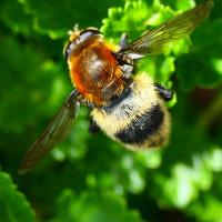 Narzissenschwebfliege (Merodon equqestris)