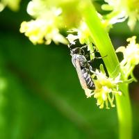 Reseda-Maskenbiene 