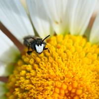 Maskenbiene (Hylaeus nigritus?)