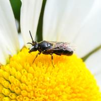 Maskenbiene (Hylaeus nigritus?)