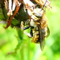 Wollbiene (Anthidium punctatum)