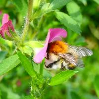 Ackerhummel 