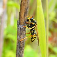 Haus-Feldwespe (Polistes dominula)