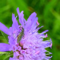 Scheinbockkäfer (Oedemera sp.)