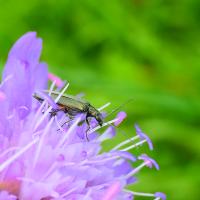 Scheinbockkäfer (Oedemera sp.)