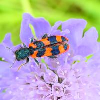 Zottiger Bienenkäfer (Trichodes alvearius)