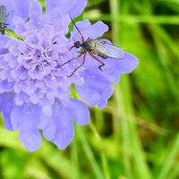 Tanzfliege (Empis sp.)