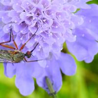 Tanzfliege (Empis sp.)