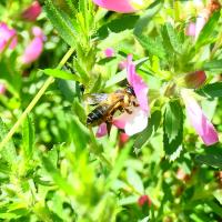 Garten-Blattschneiderbiene