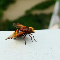 Hornissen-Schwebfliege (Volucella zonaria)