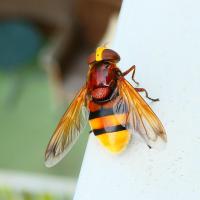 Hornissen-Schwebfliege (Volucella zonaria)