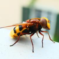 Hornissen-Schwebfliege (Volucella zonaria)