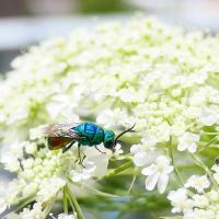 Goldwespe (Chrysis sp.)