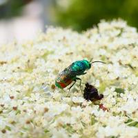 Goldwespe (Chrysis sp.)